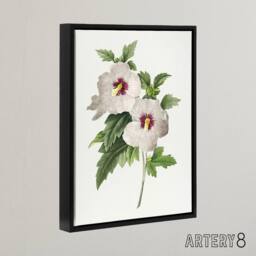 "Artery8 Hibiscus Flower Illustration Redoute Black Framed Canvas Wall Art in White - Size: W12"" x H16""" - thumbnail 2