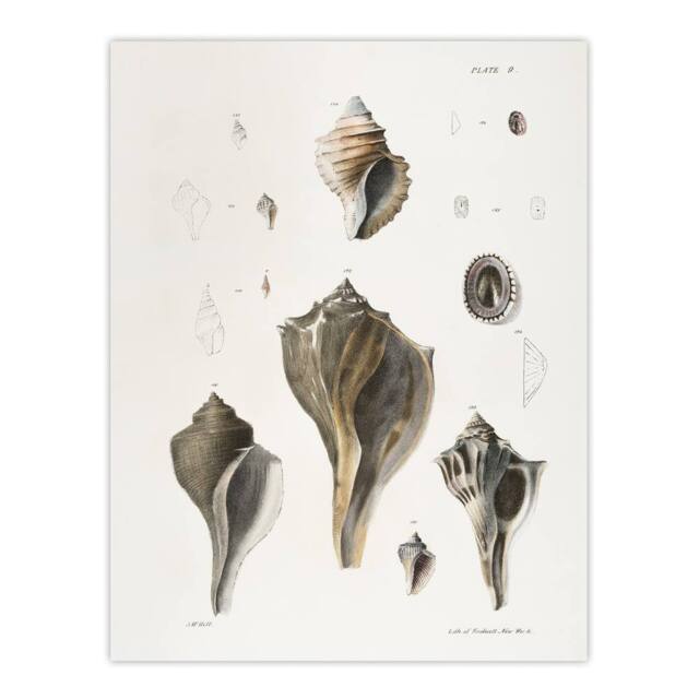 "Artery8 James De Kay Types of Seashells Pencil Drawing Wall Art Print in White - Size: W12"" x H16""" - image 1