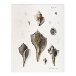"Artery8 James De Kay Types of Seashells Pencil Drawing Wall Art Print in White - Size: W12"" x H16""" - thumbnail 1