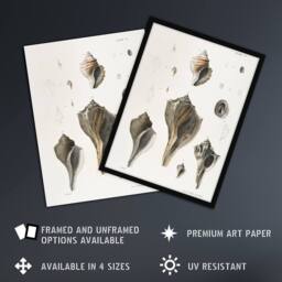 "Artery8 James De Kay Types of Seashells Pencil Drawing Wall Art Print in White - Size: W12"" x H16""" - thumbnail 2
