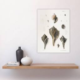 "Artery8 James De Kay Types of Seashells Pencil Drawing Wall Art Print in White - Size: W12"" x H16""" - thumbnail 4