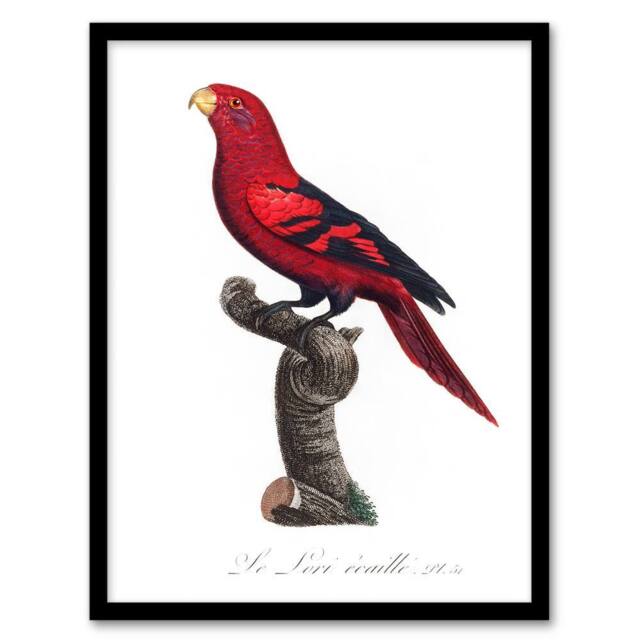 Artery8 Francois Levaillant Framed Wall Art The Violet Necked Lory Parrot in White - Size: A4 - image 1