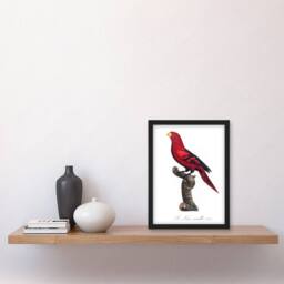Artery8 Francois Levaillant Framed Wall Art The Violet Necked Lory Parrot in White - Size: A4 - thumbnail 2