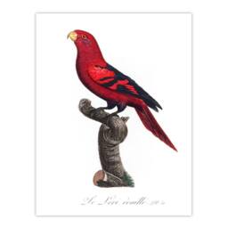 Artery8 Francois Levaillant Framed Wall Art The Violet Necked Lory Parrot in White - Size: A4 - thumbnail 3