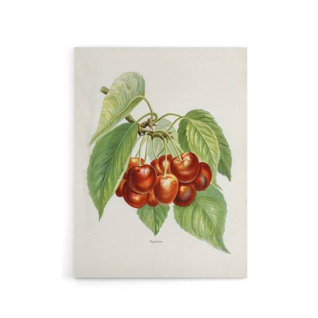 "Artery8 Vintage Illustration of Bigarreau Cherries Wright Canvas Art Print in White - Size: W12"" x H16""" - image 1