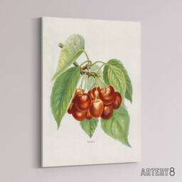"Artery8 Vintage Illustration of Bigarreau Cherries Wright Canvas Art Print in White - Size: W12"" x H16""" - thumbnail 2
