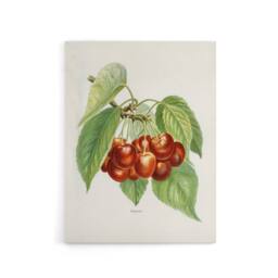 "Artery8 Vintage Illustration of Bigarreau Cherries Wright Canvas Art Print in White - Size: W12"" x H16""" - thumbnail 1