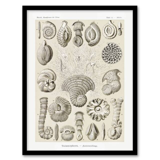 "Artery8 Thalamophora Vintage Marine Life Haeckel Framed Wall Art Print in Beige - Size: W12"" x H16""" - image 1