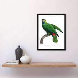 Artery8 Francois Levaillant Framed Wall Art Print The Festive Amazon Parrot in White - Size: A4 - thumbnail 2