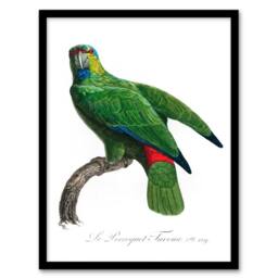 Artery8 Francois Levaillant Framed Wall Art Print The Festive Amazon Parrot in White - Size: A4 - thumbnail 1