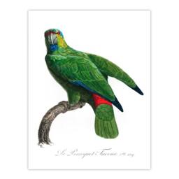 Artery8 Francois Levaillant Framed Wall Art Print The Festive Amazon Parrot in White - Size: A4 - thumbnail 3
