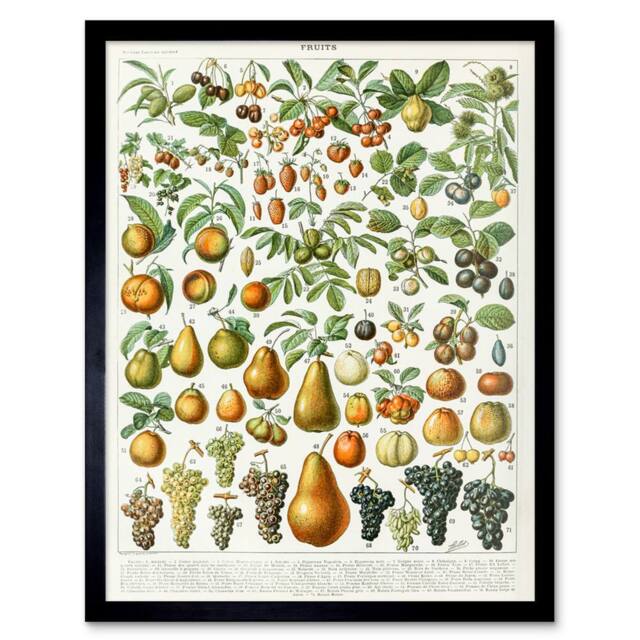 "Artery8 Millot Encyclopedia Page Fruit Pear Grapes 12x16"" Framed Art Print - Size: W12"" x H16""" - image 1