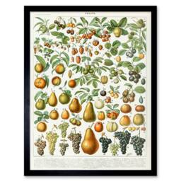 "Artery8 Millot Encyclopedia Page Fruit Pear Grapes 12x16"" Framed Art Print - Size: W12"" x H16""" - thumbnail 1
