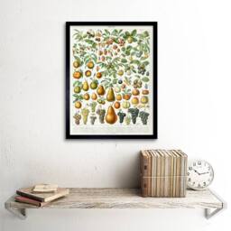"Artery8 Millot Encyclopedia Page Fruit Pear Grapes 12x16"" Framed Art Print - Size: W12"" x H16""" - thumbnail 2