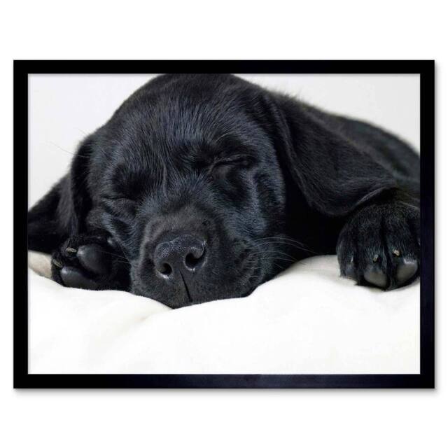 "Artery8 Labrador Retriever Black Puppy Photo Home Decor 12x16"" Framed Art - Size: W12"" x H16""" - image 1