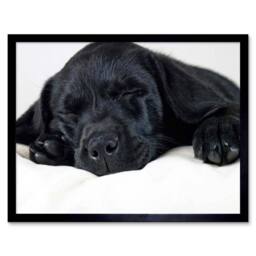 "Artery8 Labrador Retriever Black Puppy Photo Home Decor 12x16"" Framed Art - Size: W12"" x H16""" - thumbnail 1