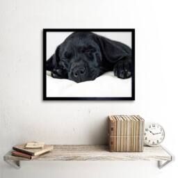 "Artery8 Labrador Retriever Black Puppy Photo Home Decor 12x16"" Framed Art - Size: W12"" x H16""" - thumbnail 2