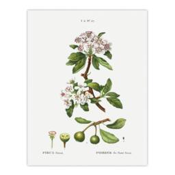 "Artery8 Almond Leaved Pear Tree Redoute Vintage Wall Art Print Poster in White - Size: W12"" x H16""" - thumbnail 1