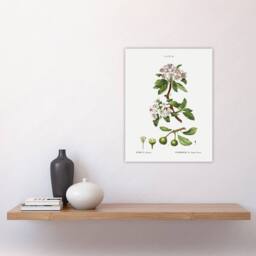 "Artery8 Almond Leaved Pear Tree Redoute Vintage Wall Art Print Poster in White - Size: W12"" x H16""" - thumbnail 4