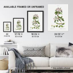 "Artery8 Almond Leaved Pear Tree Redoute Vintage Wall Art Print Poster in White - Size: W12"" x H16""" - thumbnail 3