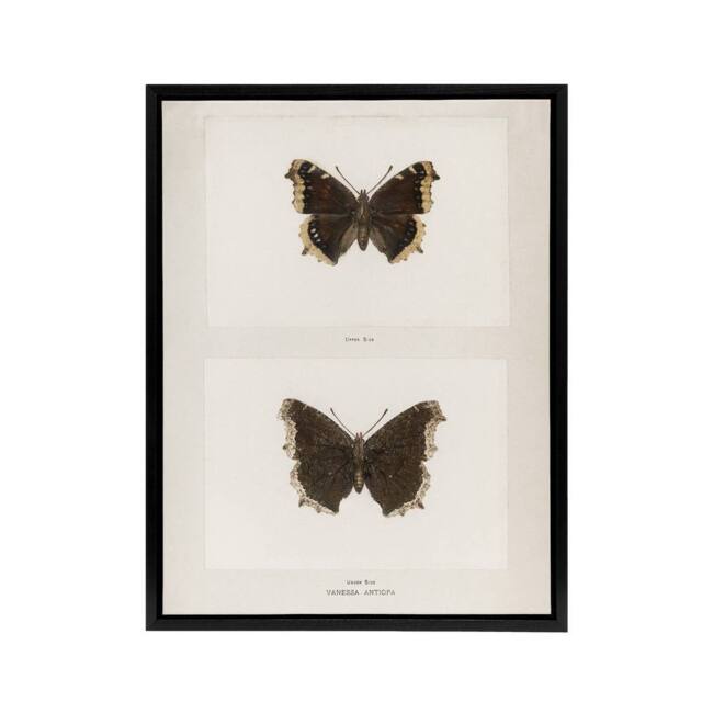 "Artery8 Mourning Cloak Butterfly Sherman Denton Framed Canvas Wall Art Print in White - Size: W12"" x H16""" - image 1