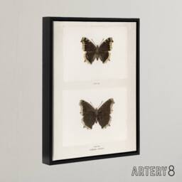 "Artery8 Mourning Cloak Butterfly Sherman Denton Framed Canvas Wall Art Print in White - Size: W12"" x H16""" - thumbnail 2