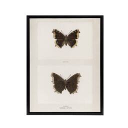 "Artery8 Mourning Cloak Butterfly Sherman Denton Framed Canvas Wall Art Print in White - Size: W12"" x H16""" - thumbnail 1