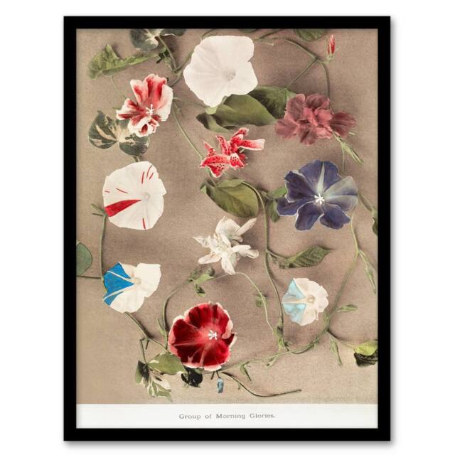 Artery8 Ogawa Kazumasa Framed Wall Art Print Group Of Morning Glories - Size: A4 - image 1