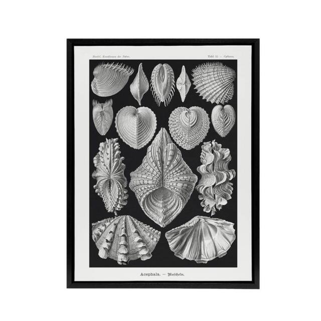 "Artery8 Mollusks Clams Oysters Haeckel Botanical Black Framed Canvas Wall Art - Size: W12"" x H16""" - image 1
