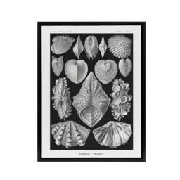 "Artery8 Mollusks Clams Oysters Haeckel Botanical Black Framed Canvas Wall Art - Size: W12"" x H16""" - thumbnail 1