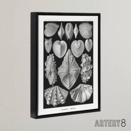 "Artery8 Mollusks Clams Oysters Haeckel Botanical Black Framed Canvas Wall Art - Size: W12"" x H16""" - thumbnail 2