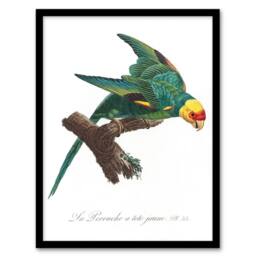 "Artery8 The Yellow Crowned Parakeet Levaillant Framed Wall Art Print in White - Size: W12"" x H16""" - thumbnail 1