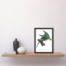 "Artery8 The Yellow Crowned Parakeet Levaillant Framed Wall Art Print in White - Size: W12"" x H16""" - thumbnail 4