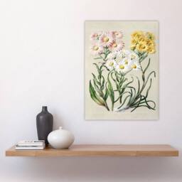 "Artery8 New Zealand Snow Groundsel Flowers Featon Wall Art Poster Print in Beige - Size: W18"" x H24""" - thumbnail 4
