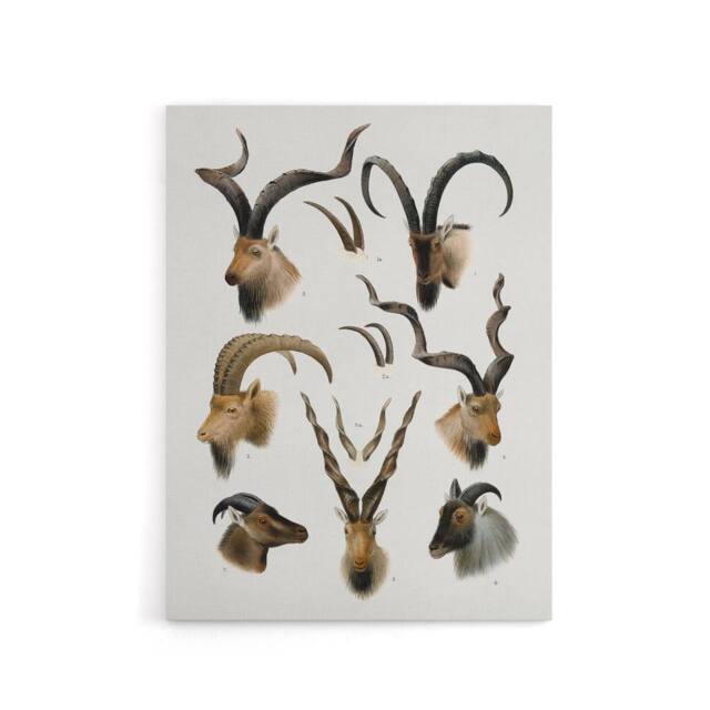 "Artery8 Vintage Illustration Bovidae Animals Lydekker Canvas Wall Art in White - Size: W18"" x H24""" - image 1