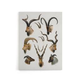 "Artery8 Vintage Illustration Bovidae Animals Lydekker Canvas Wall Art in White - Size: W18"" x H24""" - thumbnail 1