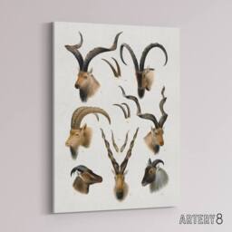 "Artery8 Vintage Illustration Bovidae Animals Lydekker Canvas Wall Art in White - Size: W18"" x H24""" - thumbnail 2