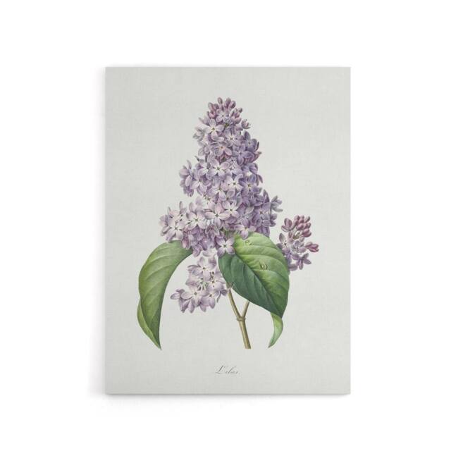 "Artery8 Lilac Floral Illustration Redoute Vintage Canvas Wall Art in White - Size: W18"" x H24""" - image 1