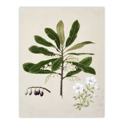 "Artery8 New Zealand Rauhuia & Hinau Flowers Featon Wall Art Print in Beige - Size: W12"" x H16""" - thumbnail 1