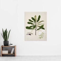 "Artery8 New Zealand Rauhuia & Hinau Flowers Featon Wall Art Print in Beige - Size: W12"" x H16""" - thumbnail 4