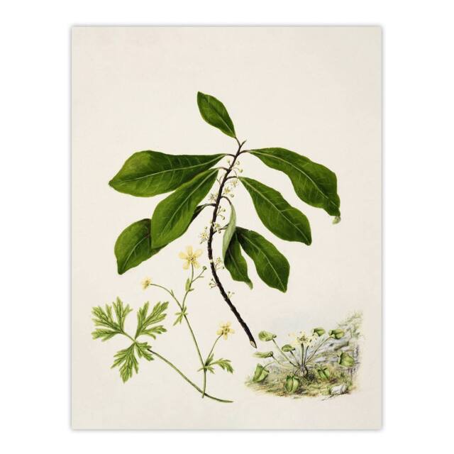 "Artery8 Caltha New Zealand Marsh Marigold Plant Featon Wall Art Print - Size: W12"" x H16""" - image 1