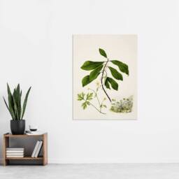 "Artery8 Caltha New Zealand Marsh Marigold Plant Featon Wall Art Print - Size: W12"" x H16""" - thumbnail 4