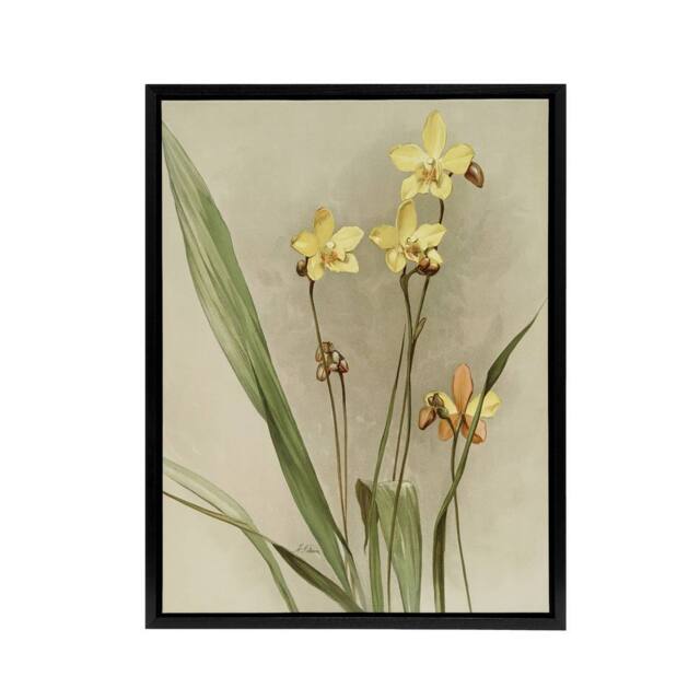 "Artery8 F Sander Spathoglottis Kimballiana Orchid Flowers Framed Canvas Art - Size: W12"" x H16""" - image 1