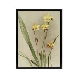 "Artery8 F Sander Spathoglottis Kimballiana Orchid Flowers Framed Canvas Art - Size: W12"" x H16""" - thumbnail 1