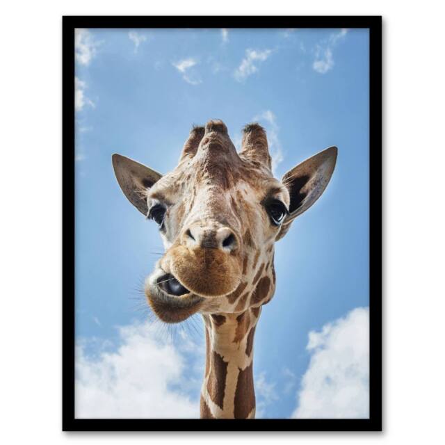 Artery8 Carol M Highsmith Funny Up Close Look At A Giraffe Framed Art Print in Blue - Size: A4 - image 1