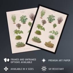 "Artery8 Botanical Bushes Varieties Ernst Benary Wall Art Poster Print in White - Size: W12"" x H16""" - thumbnail 2