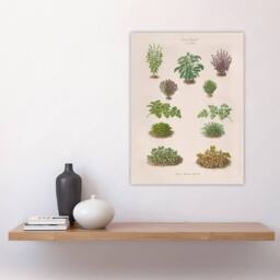 "Artery8 Botanical Bushes Varieties Ernst Benary Wall Art Poster Print in White - Size: W12"" x H16""" - thumbnail 4