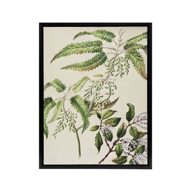 "Artery8 New Zealand Ongaonga Tree Nettle Plant Featon Framed Canvas Wall Art in Beige - Size: W18"" x H24""" - image 1
