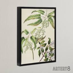 "Artery8 New Zealand Ongaonga Tree Nettle Plant Featon Framed Canvas Wall Art in Beige - Size: W18"" x H24""" - thumbnail 2