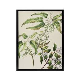 "Artery8 New Zealand Ongaonga Tree Nettle Plant Featon Framed Canvas Wall Art in Beige - Size: W18"" x H24""" - thumbnail 1